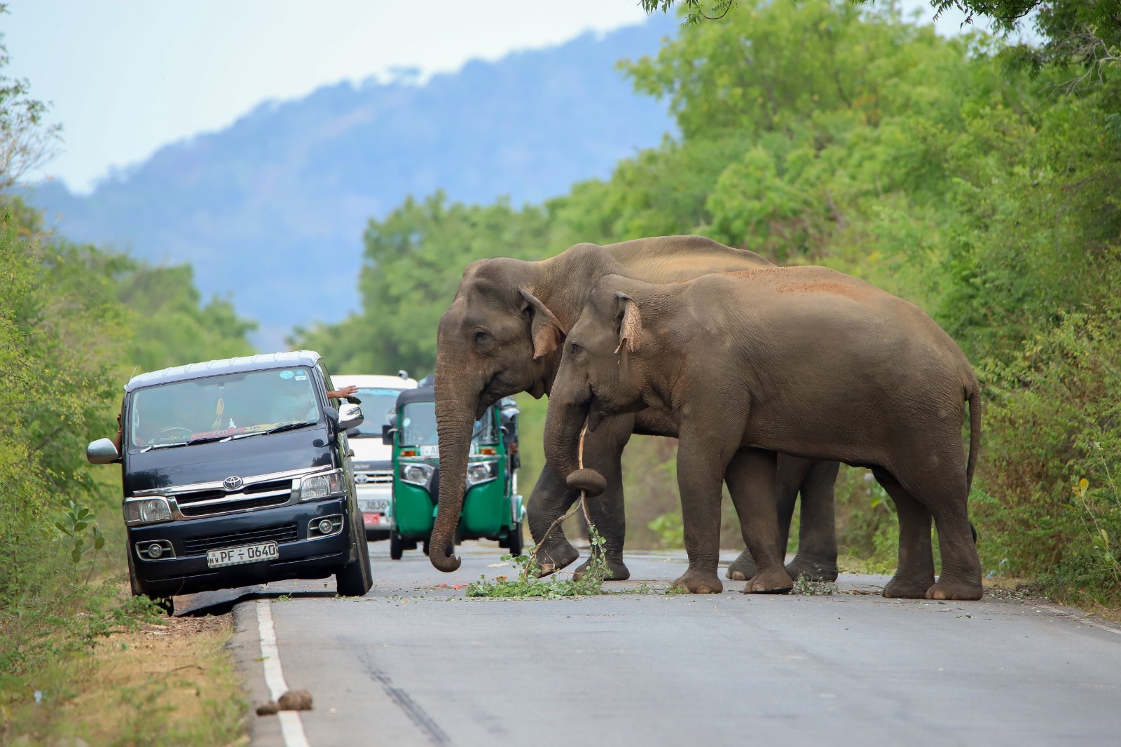 Wildlife corridor solution